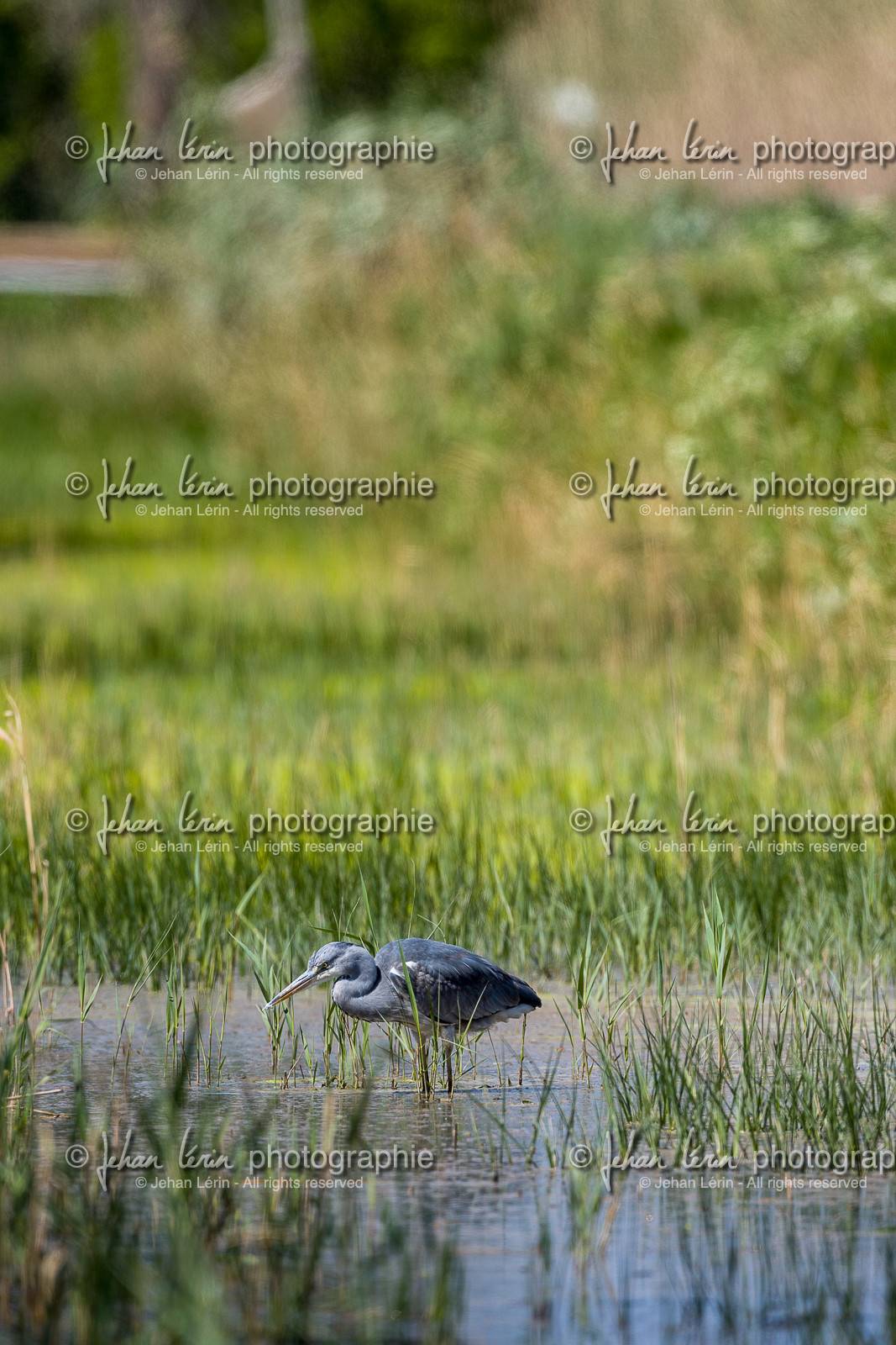 heron-cendre_les-salins_hyeres_jehan-lerin_jl_1dx_04-04-2022-0100.jpg heron-cendre_les-salins_hyeres_jehan-lerin_jl_1dx_04-04-2022-0100.jpg