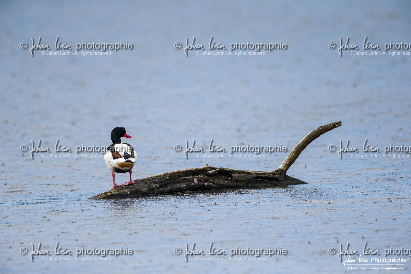 Tadorne de Belon - Common Shelduck