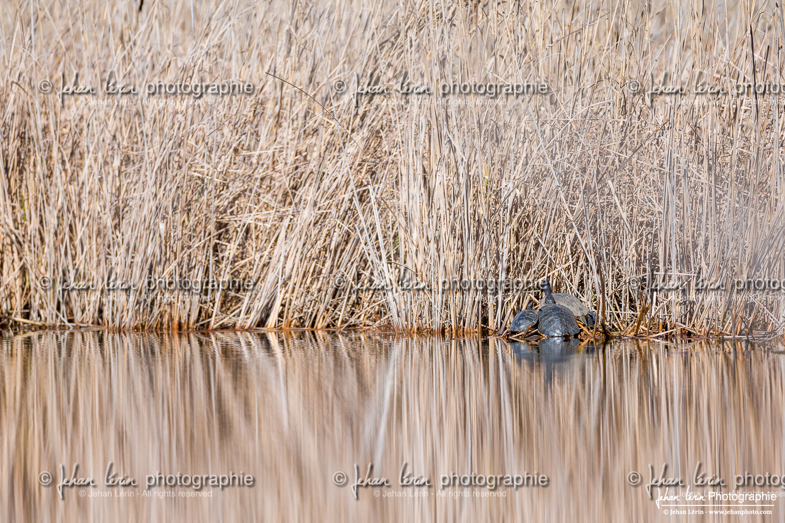 Tortue de Floride, Red-Eared Slider