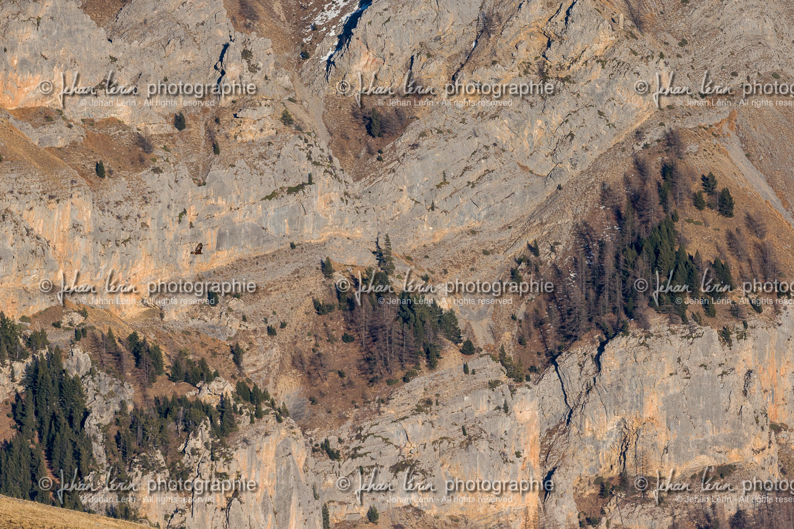gypaete-barbu_valberg_mercantour_jehan-lerin_jl_1dx_07-02-2022-0033.jpg