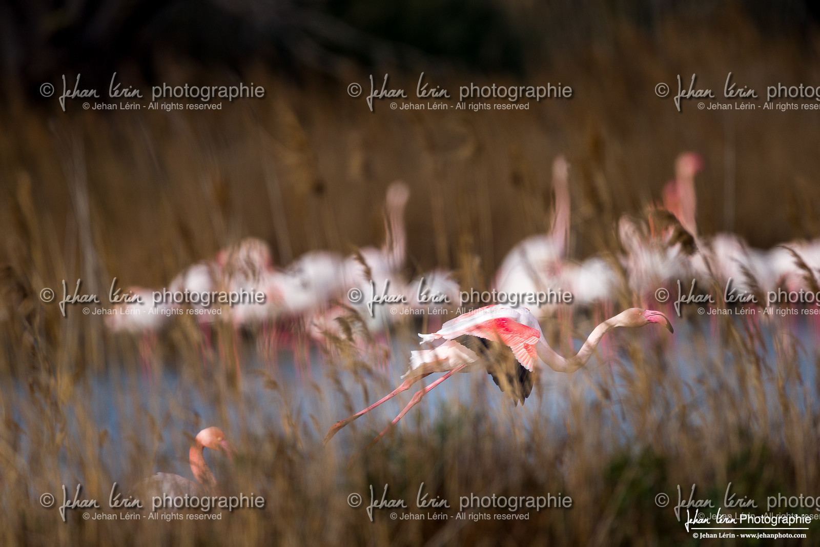 Flamant Rose - Greater Flamingo