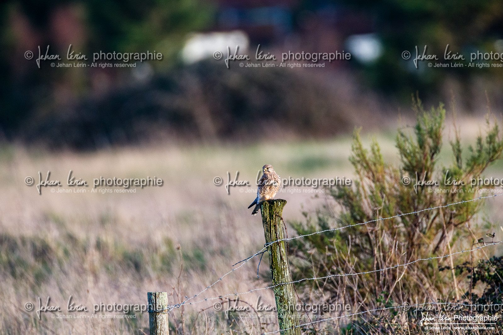 Faucon Crécerelle - Common Kestrel