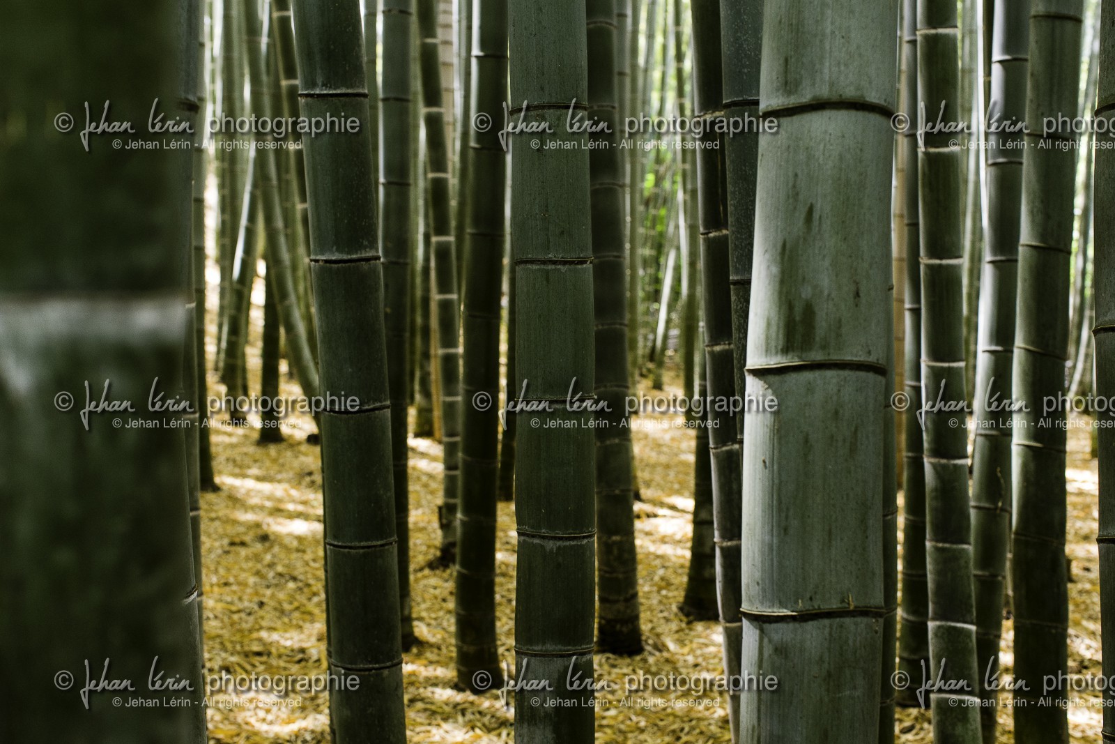 bambouseraie_arashiyama_kyoto_japon_jl_1dx_10-05-2014-6687.jpg