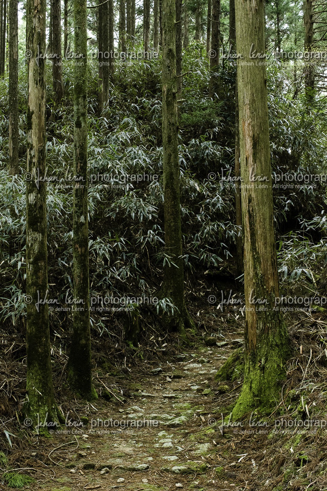 kumano-kodo_japon_jl_1dx_mars-avril-mai_2014-5640.jpg
