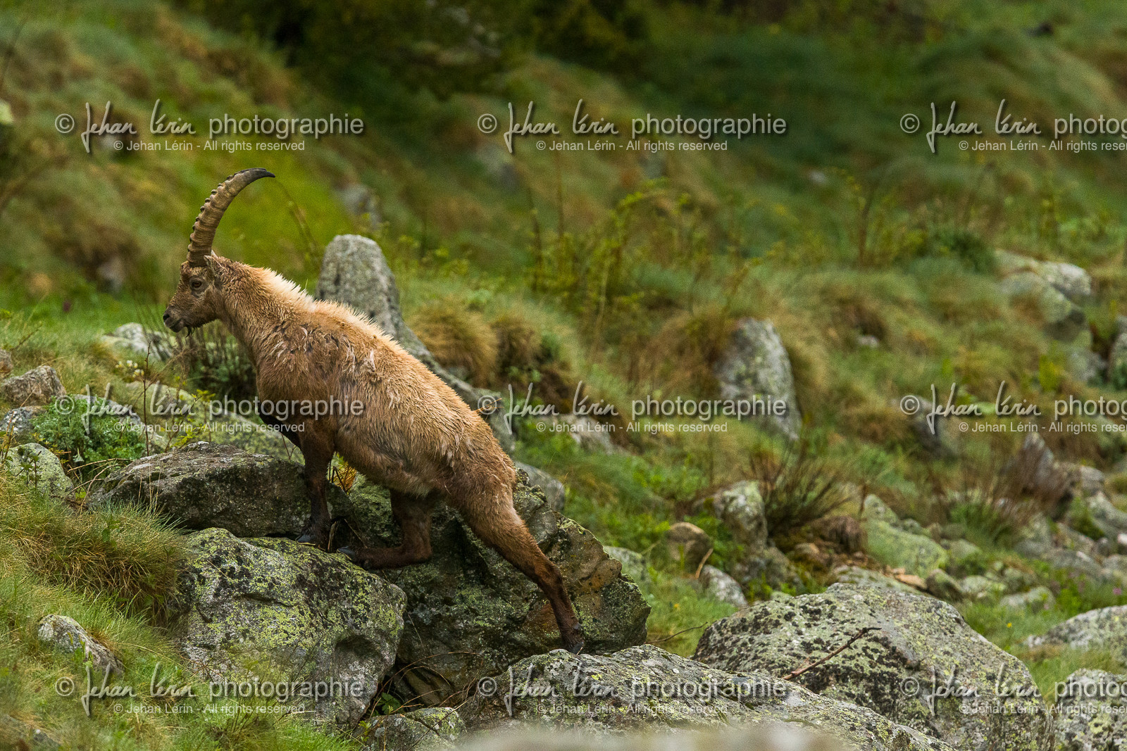 bouquetins_la-gordolasque_mercantour_jl_1dx_11-05-2020-0388.jpg