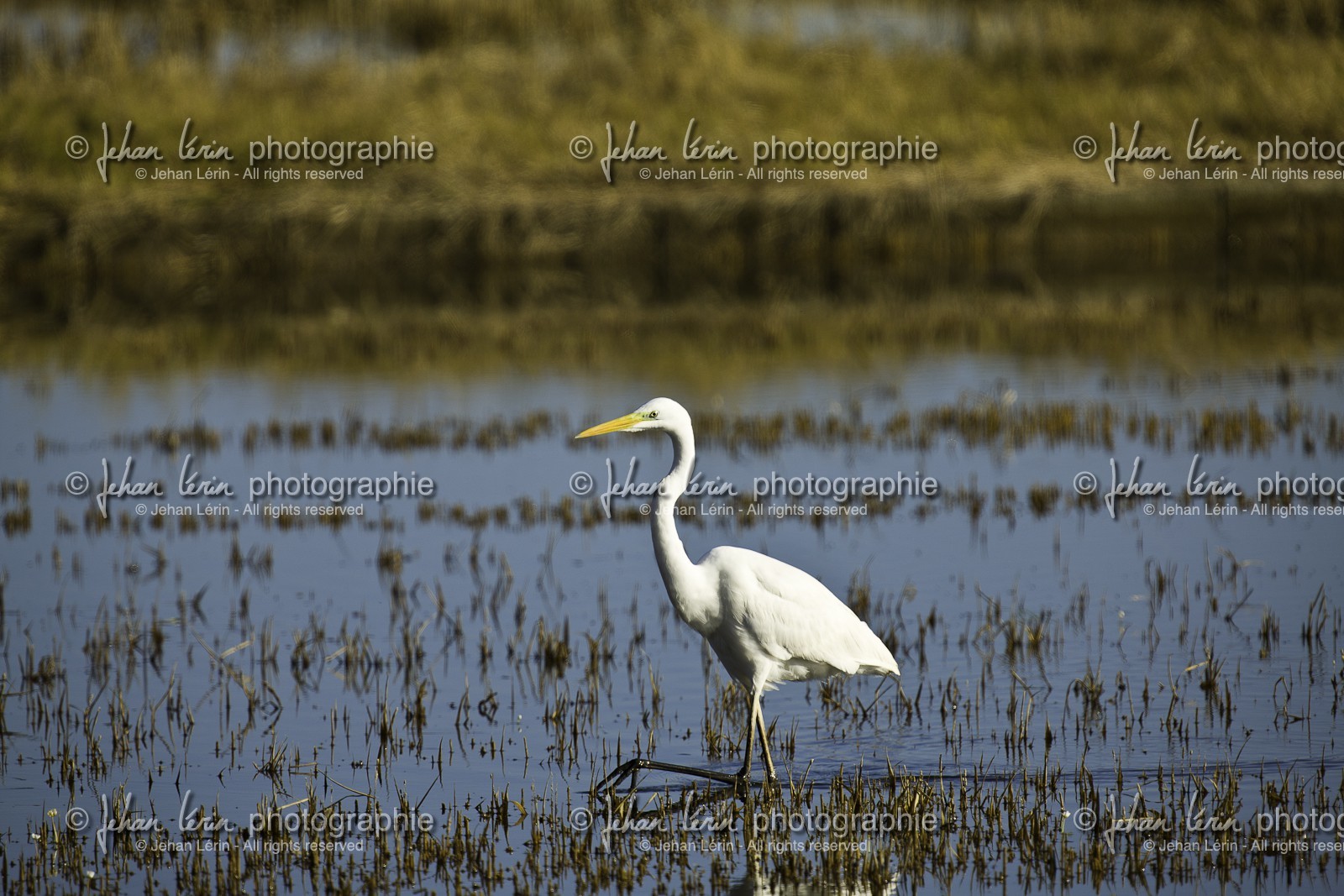 l-albufera_valencia_18-01-2012-0085.jpg