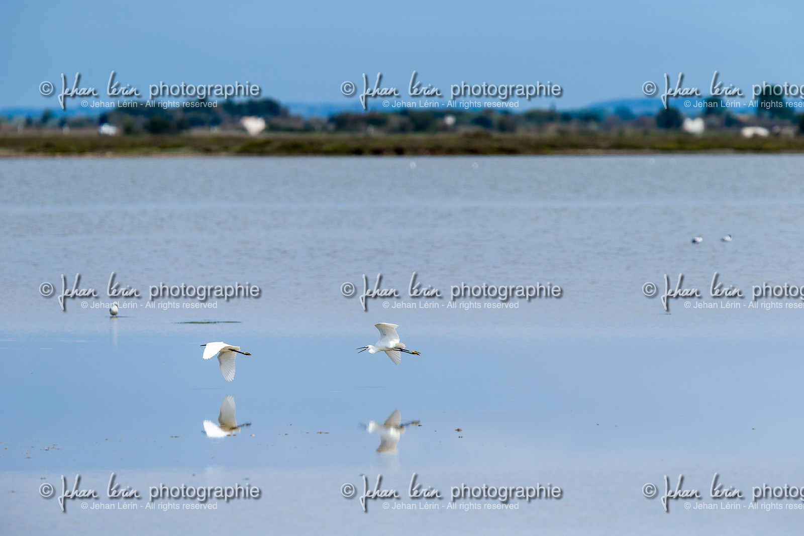 aigrettes-garzettes_stes-maries-de-la-mer_camargue_jl_1dx_06-05-2021-0196.jpg