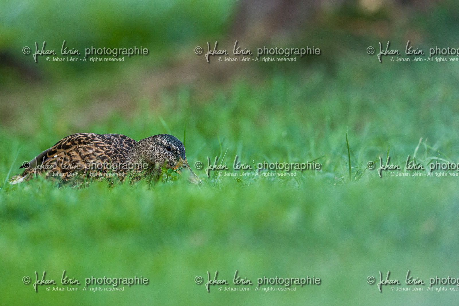 Canard col vert