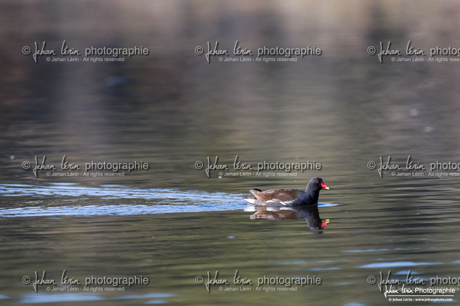 Gallinule Poule d Eau  -  Common Moorhen