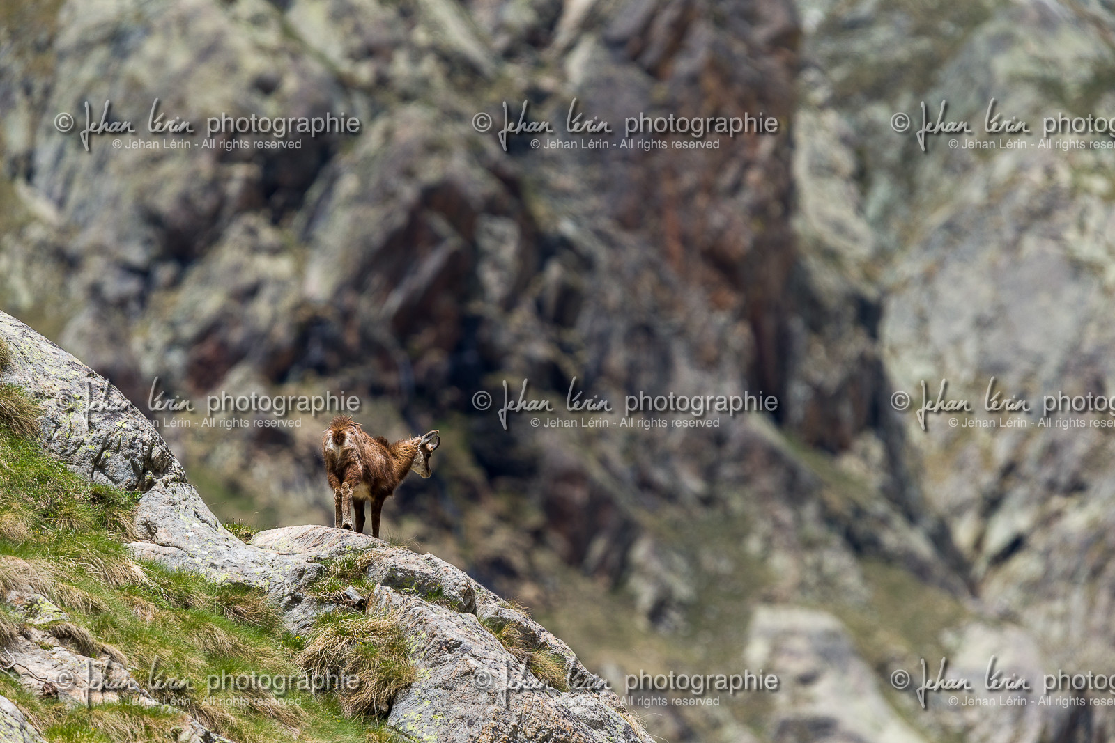 chamois_la-gordolasque_mercantour_jl_1dx_20-05-2020-0525.jpg