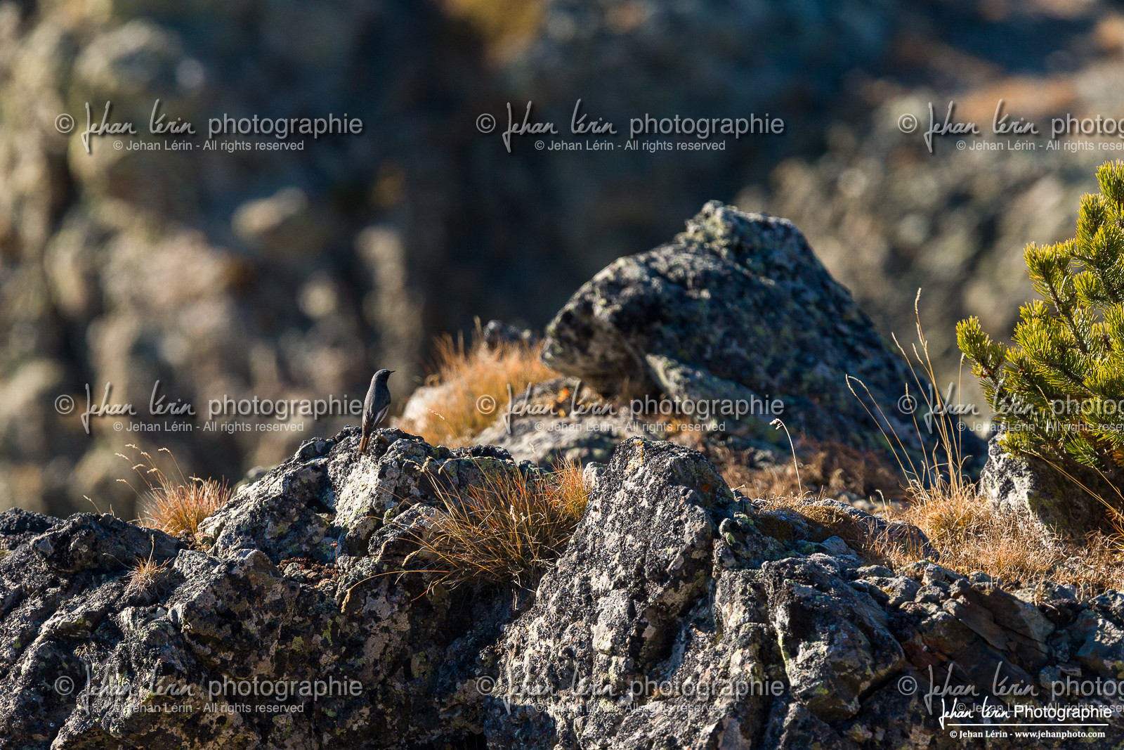 Rougequeue Noir - Black Redstart