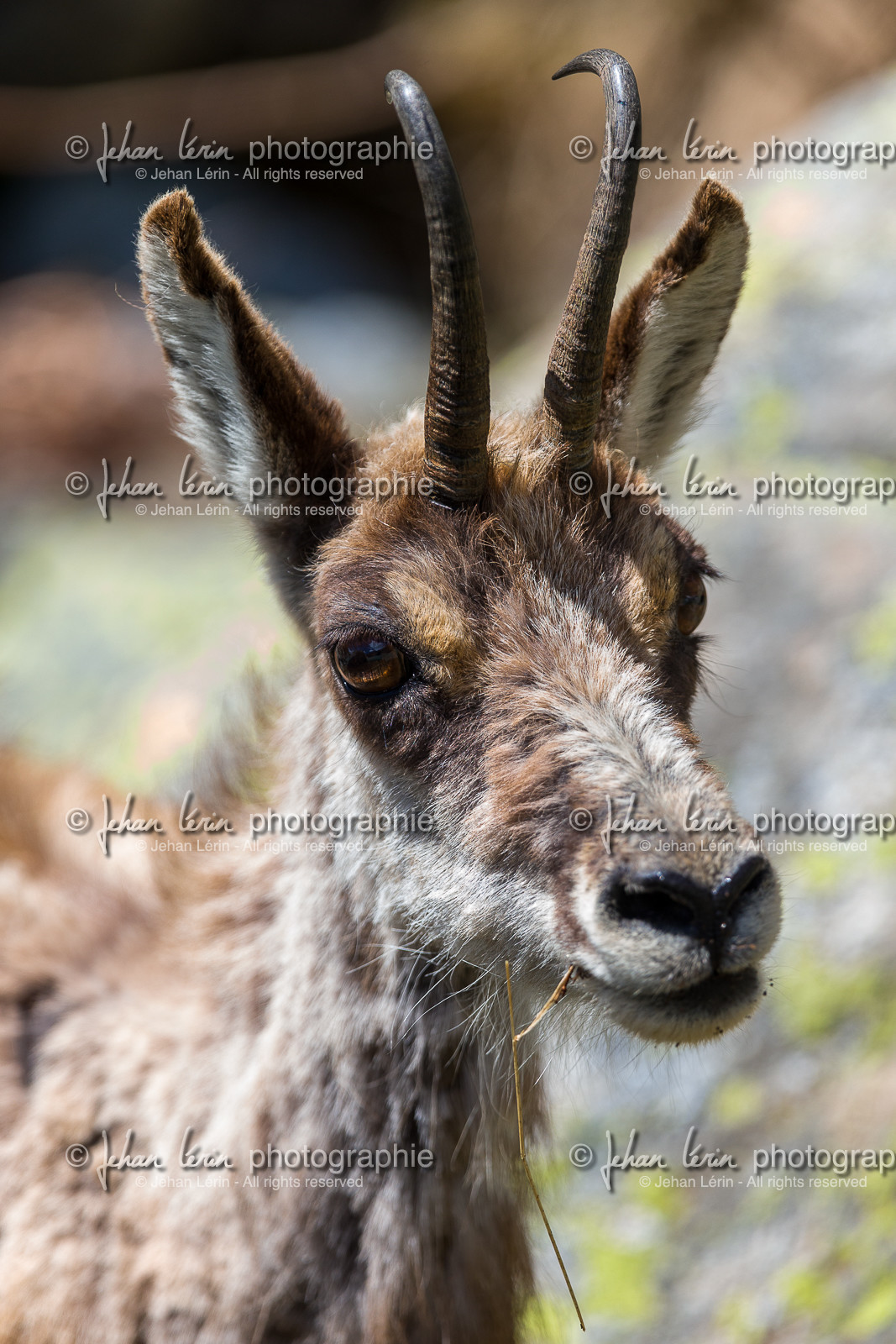 chamois_la-gordolasque_mercantour_jl_1dx_20-05-2020-0625.jpg