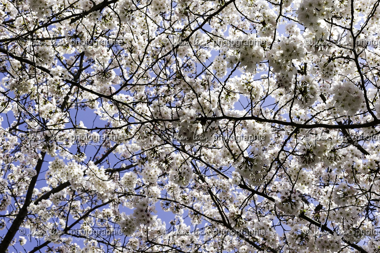 ozu_shikoku_japon_28-03_2014-3276.jpg