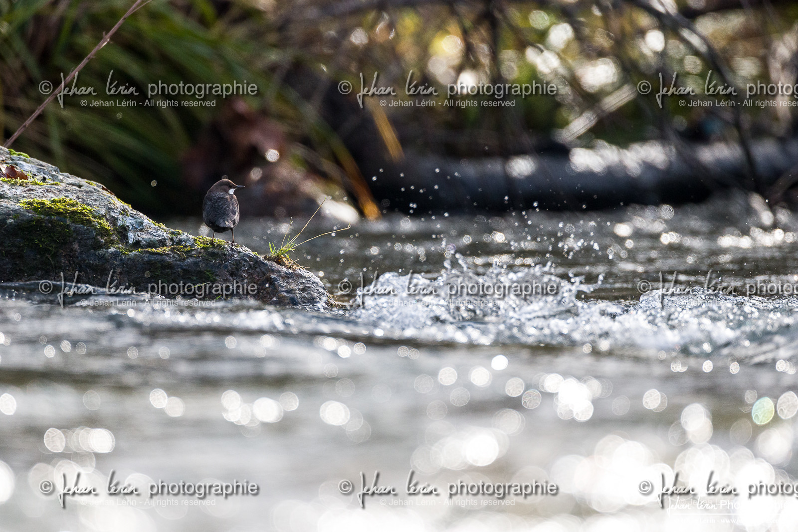 Cincle Plongeur - White-throated dipper  : Cinclus Cinclus Cincle Plongeur - White-throated dipper  : Cinclus Cinclus