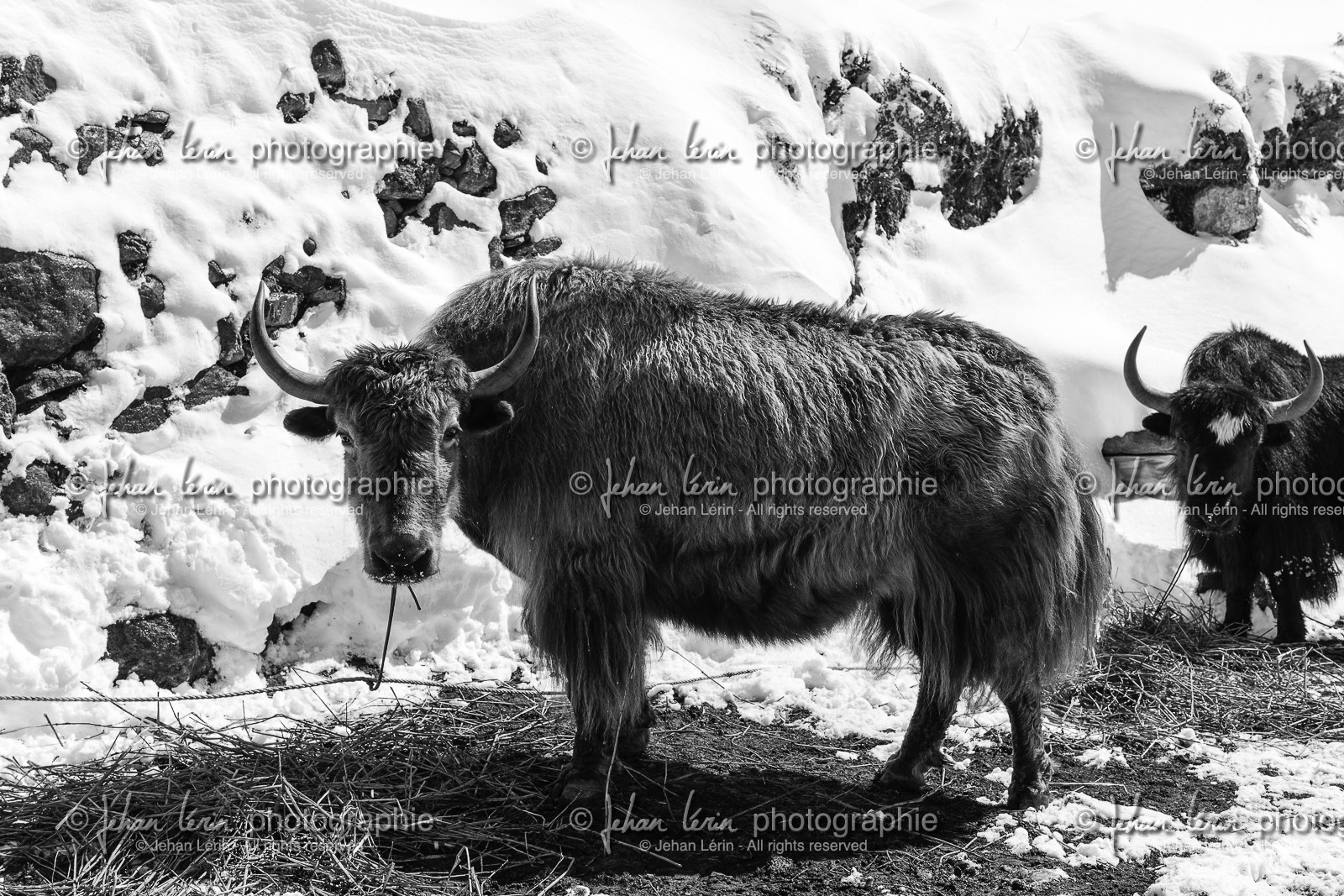 nepal_rolwaling-and-khumbu-area_phortse_17-02-2013-36846.jpg