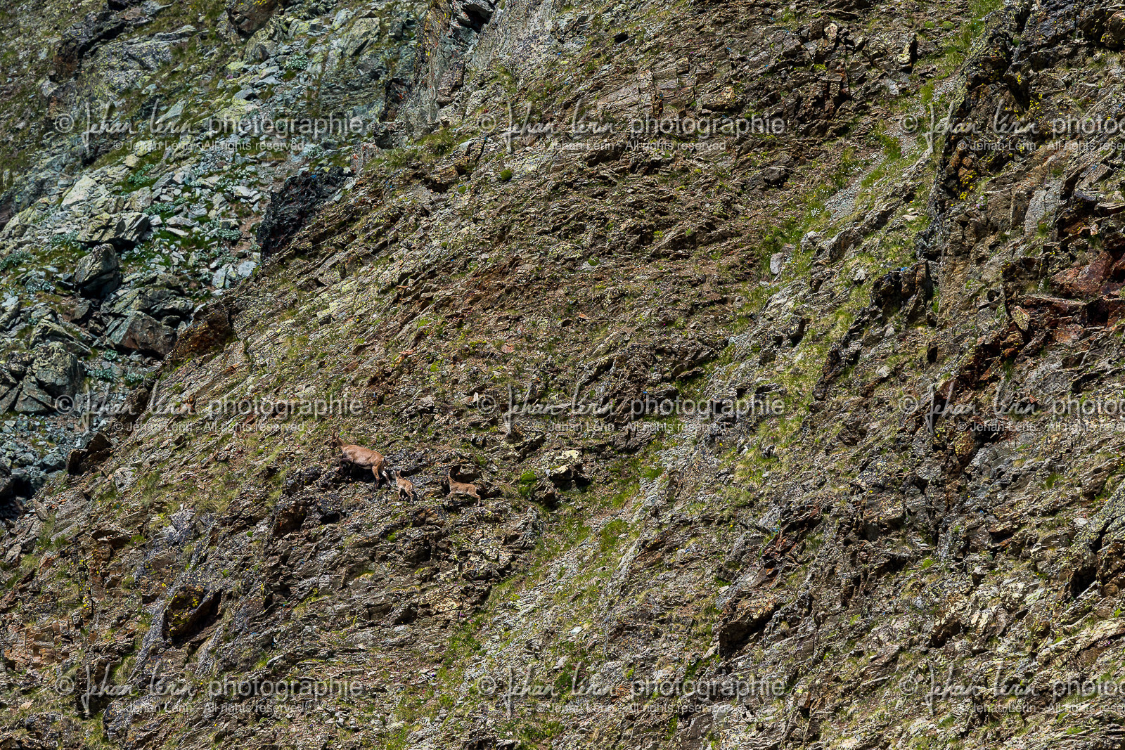 bouquetins_lacs-de-vens_tortisse_jl_1dx_12-07-2020-0132.jpg