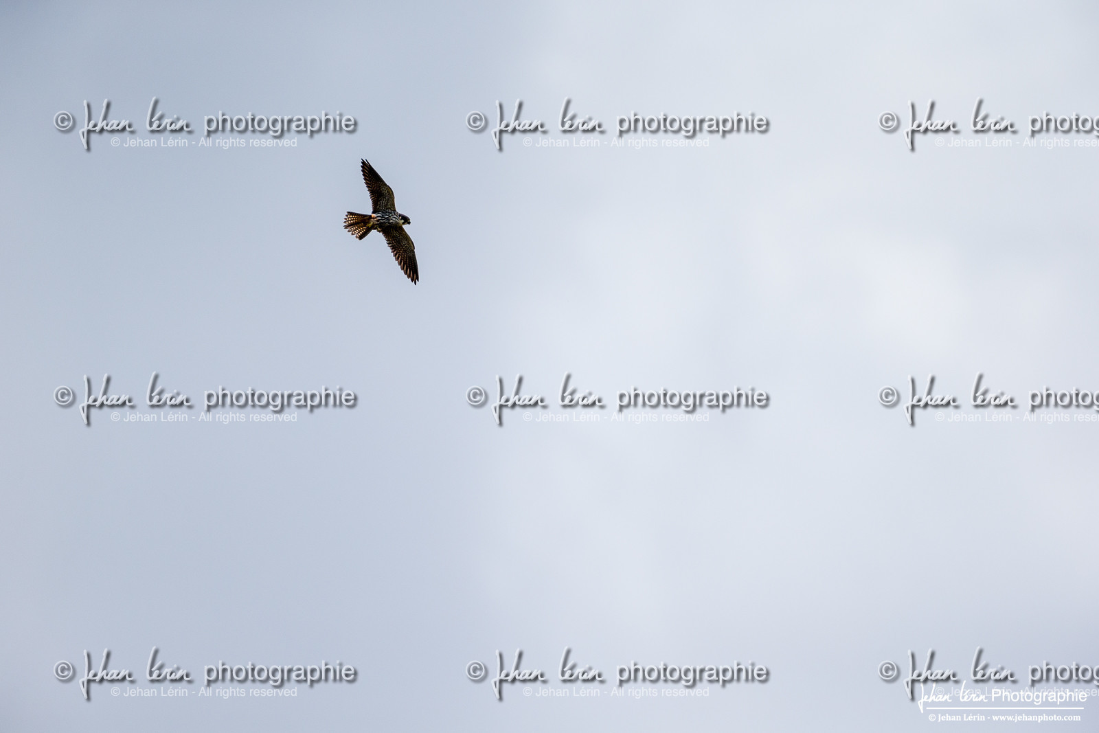 Faucon Hobereau, Eurasian Hobby
