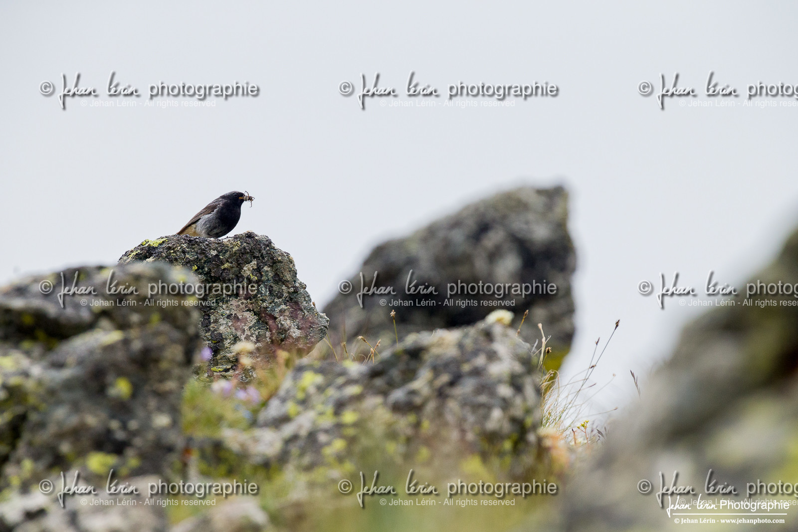 Rougequeue Noir - Black Redstart