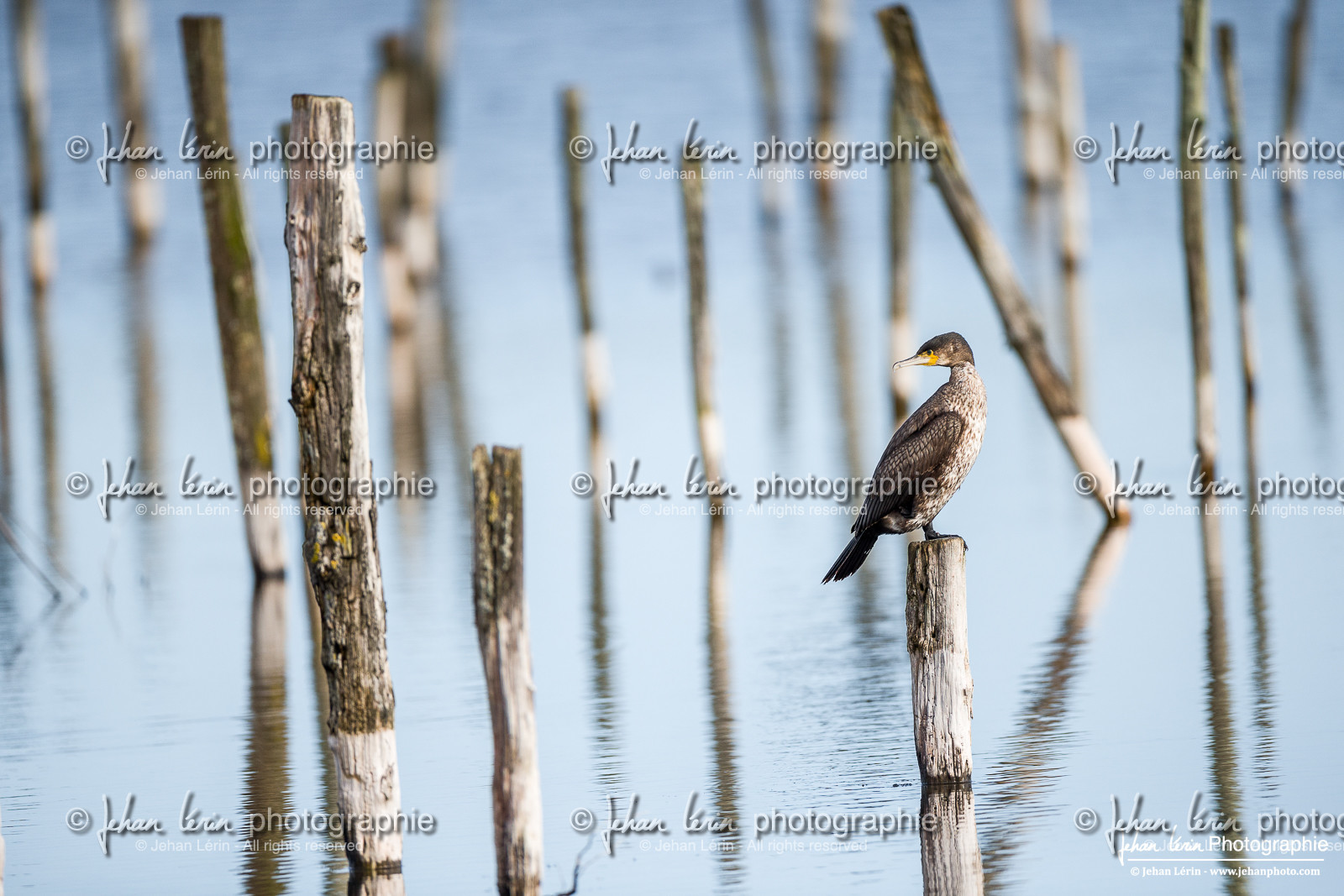 Cormoran - Great Cormorant