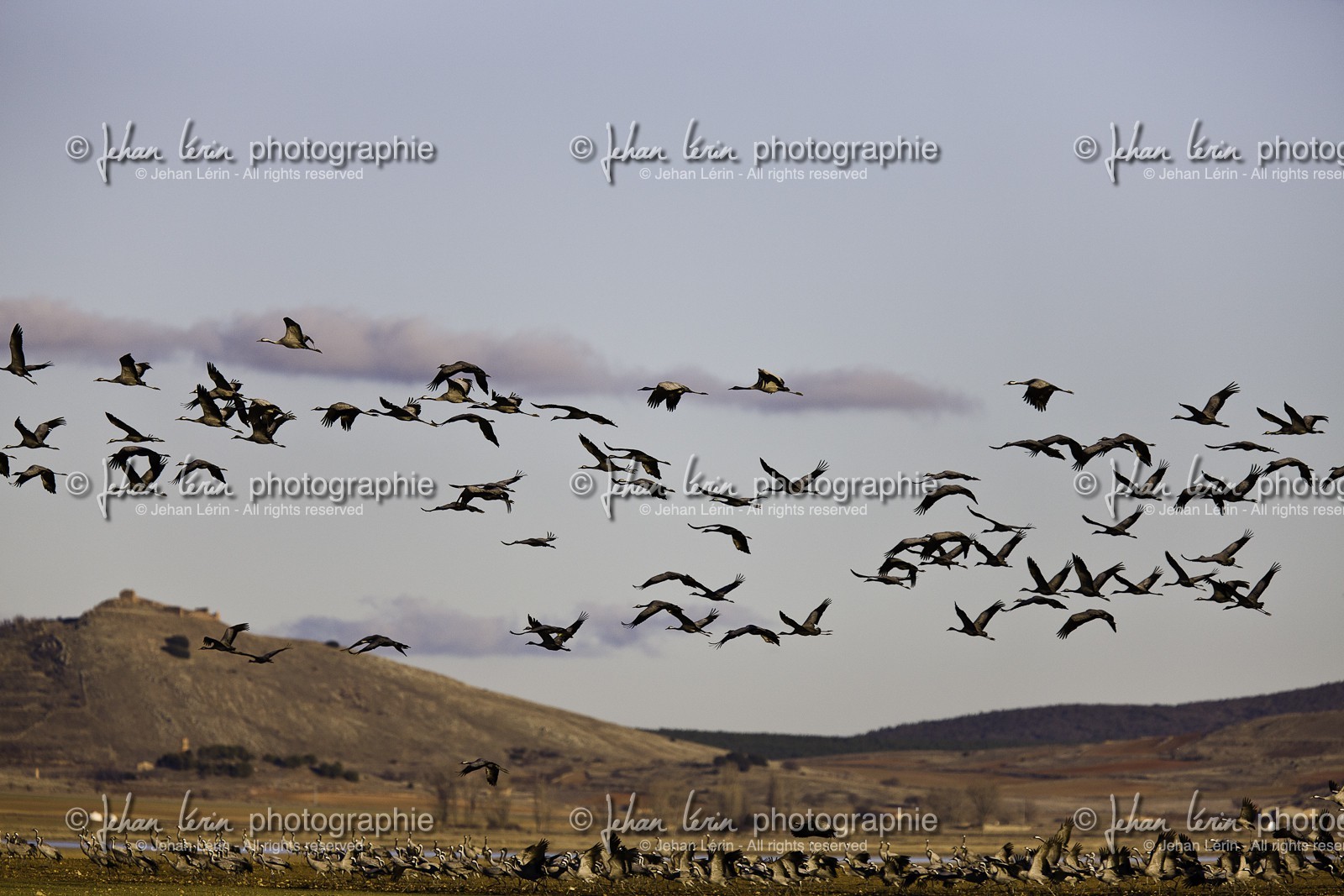 laguna-de-gallocanta_01-02-2011-8595.jpg