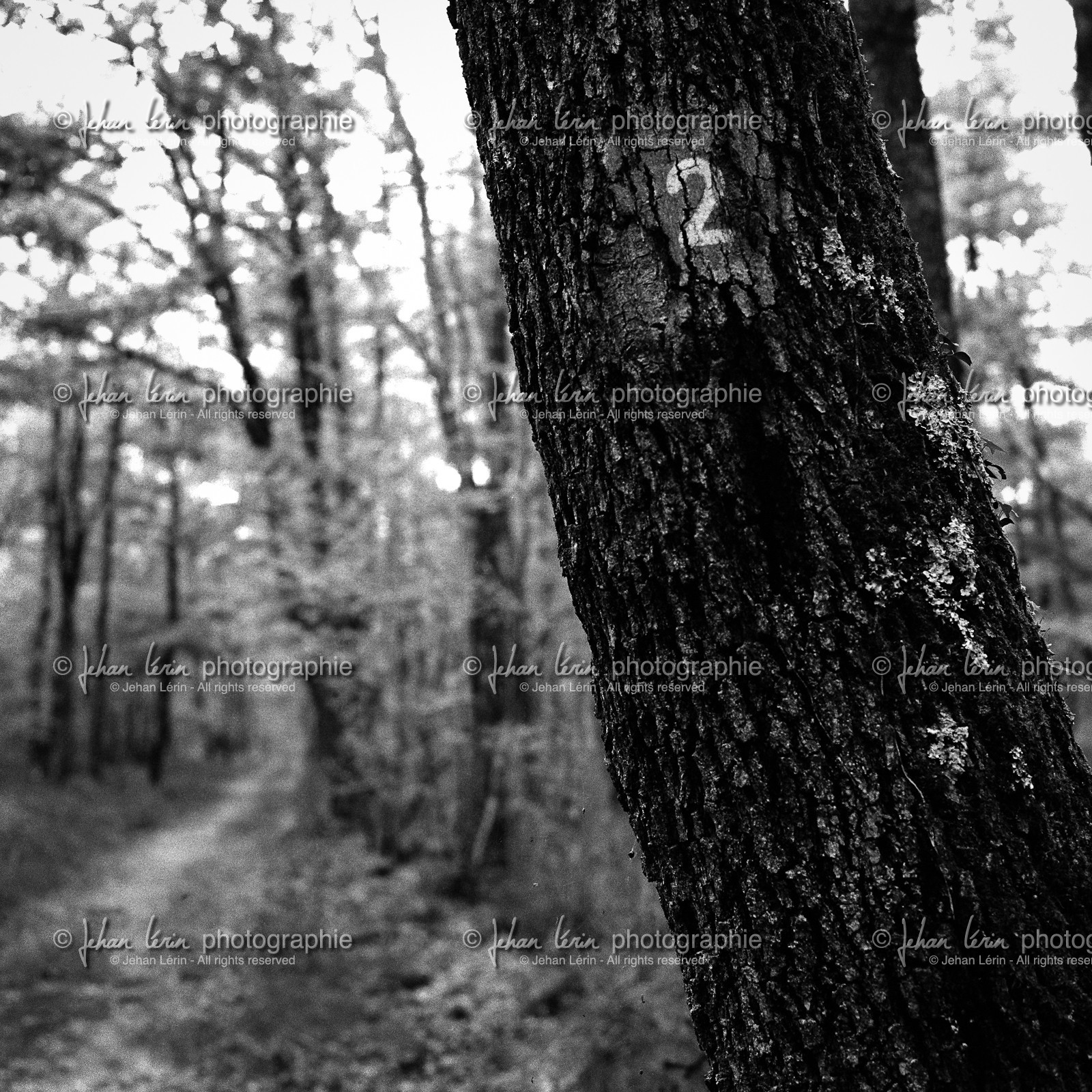 forest3.jpg