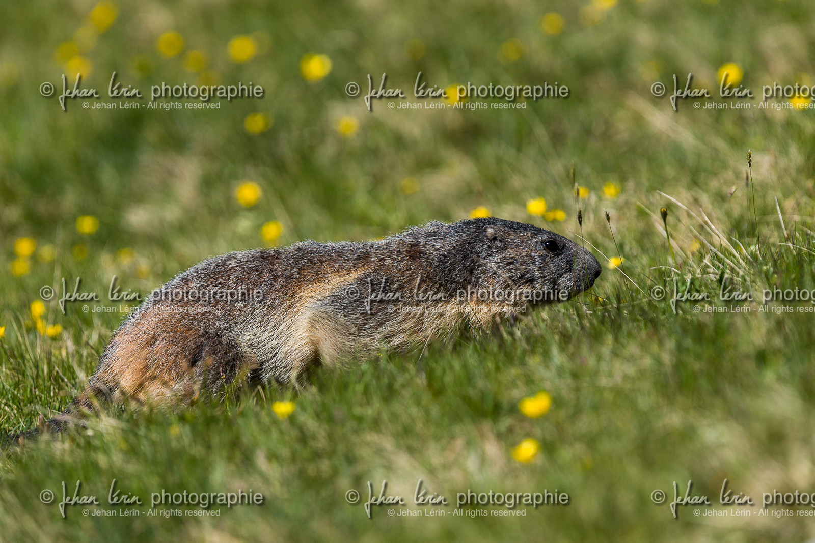 marmotte_lac-de-fenestre_1dx_23-06-2019-0007.jpg