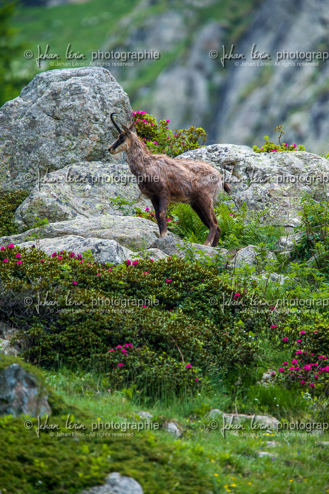 chamois_la-gordolasque_mercantour_france_jl_1dx_15-06-2021-0117.jpg chamois_la-gordolasque_mercantour_france_jl_1dx_15-06-2021-0117.jpg