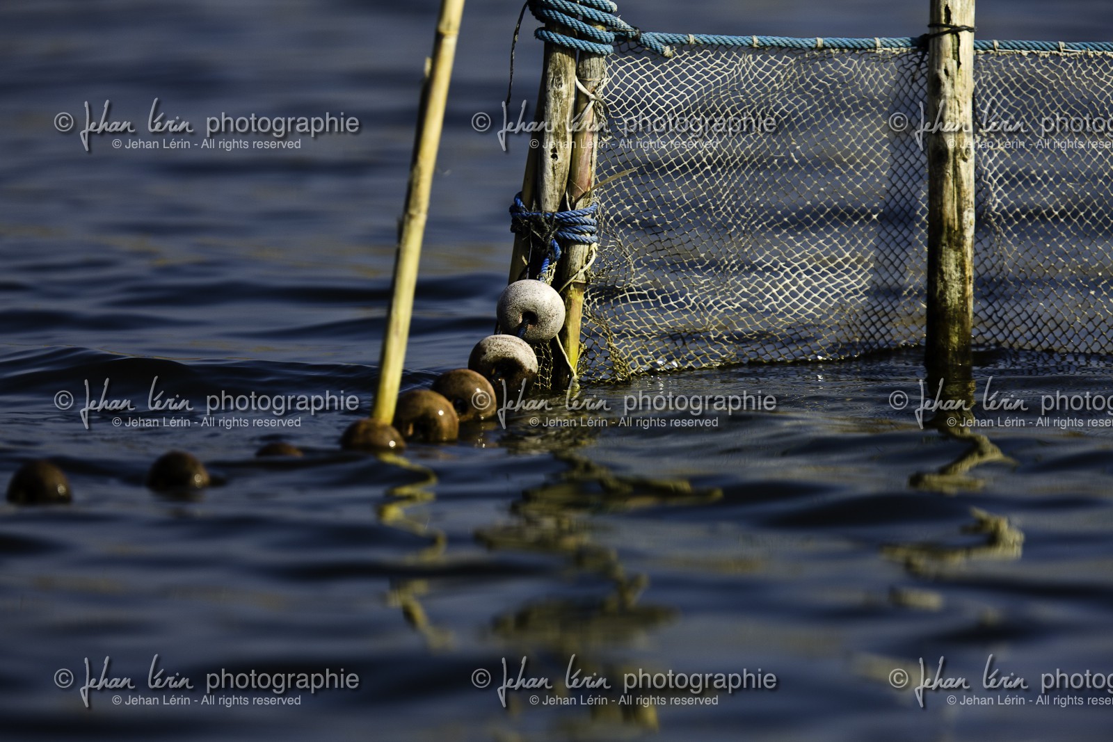 l-albufera_20-01-2011-2179.jpg