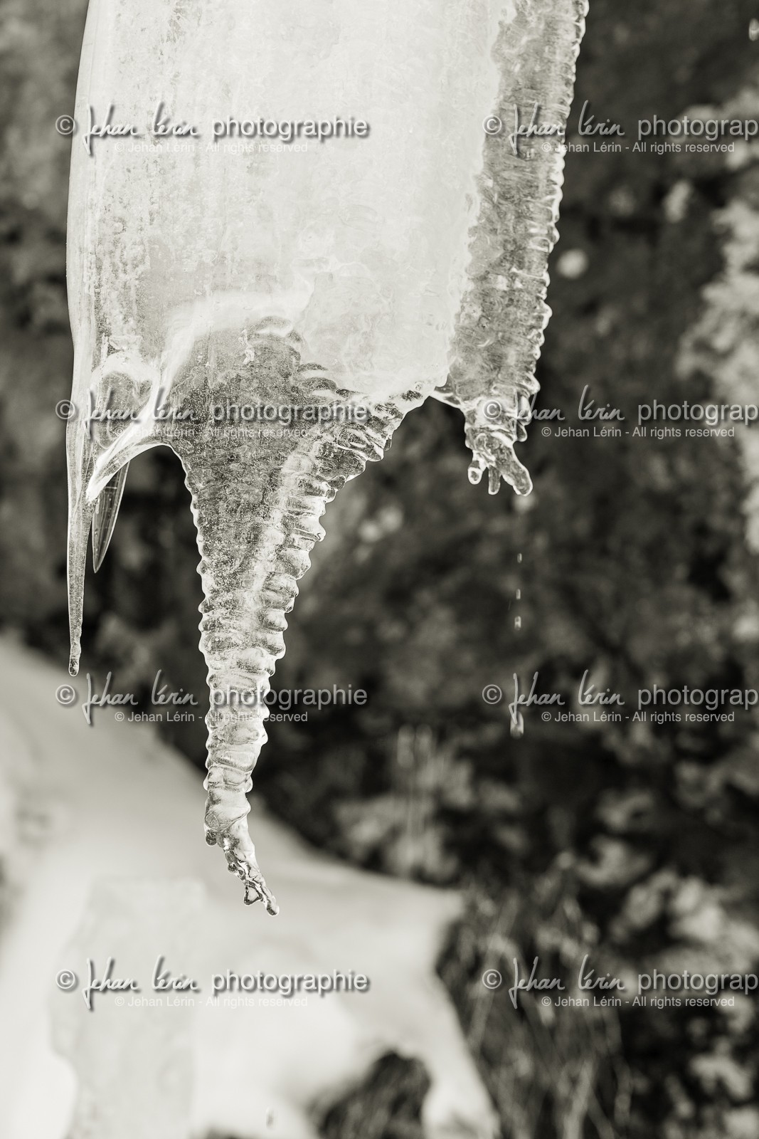 casterino_france_12-01-2013-35835.jpg