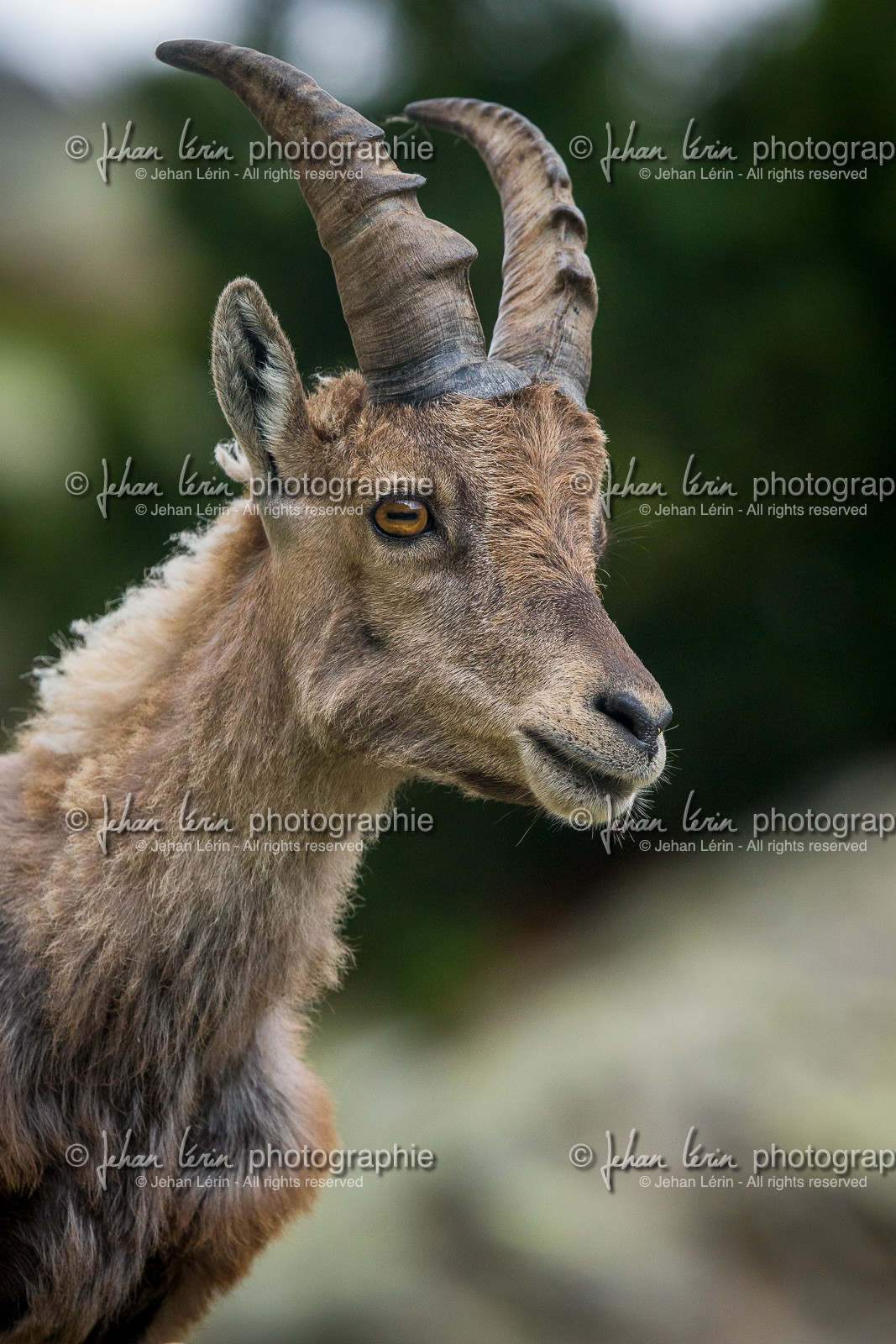 bouquetin_lac-autier_la-gordolasque_jl_1dx_28-06-2020-0101.jpg