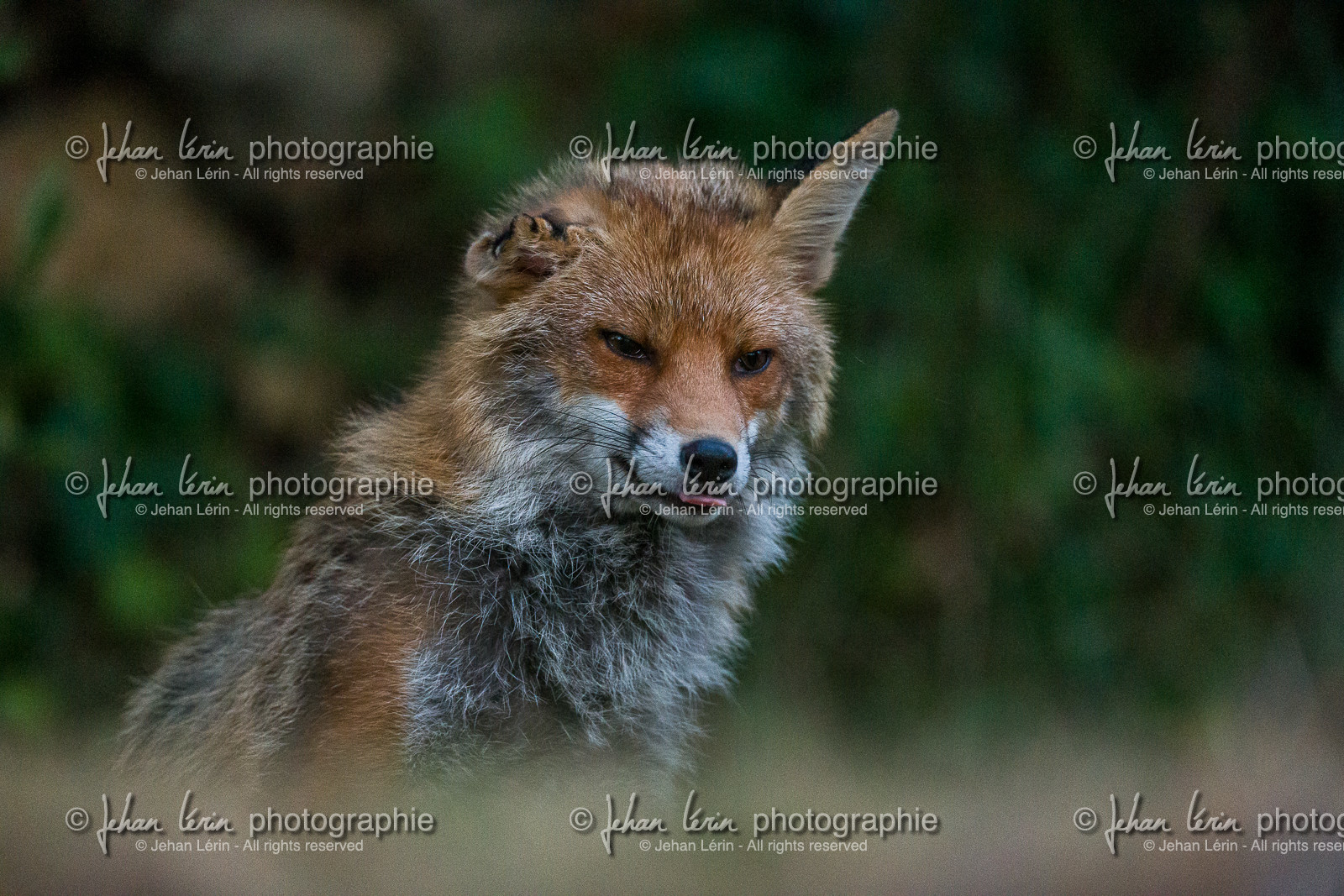 Renard Roux