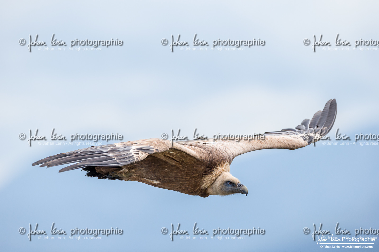 Vautour fauve