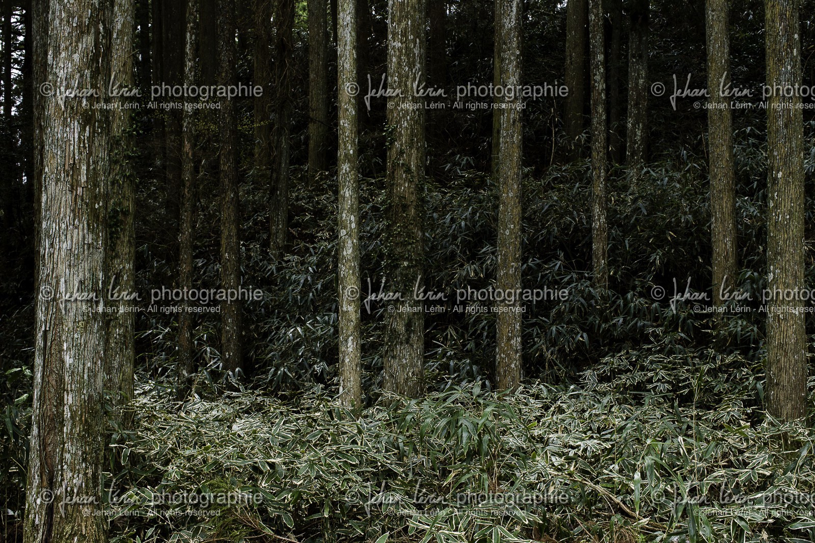 koyasan_japon_jl_1dx_16-04-2014-5032.jpg