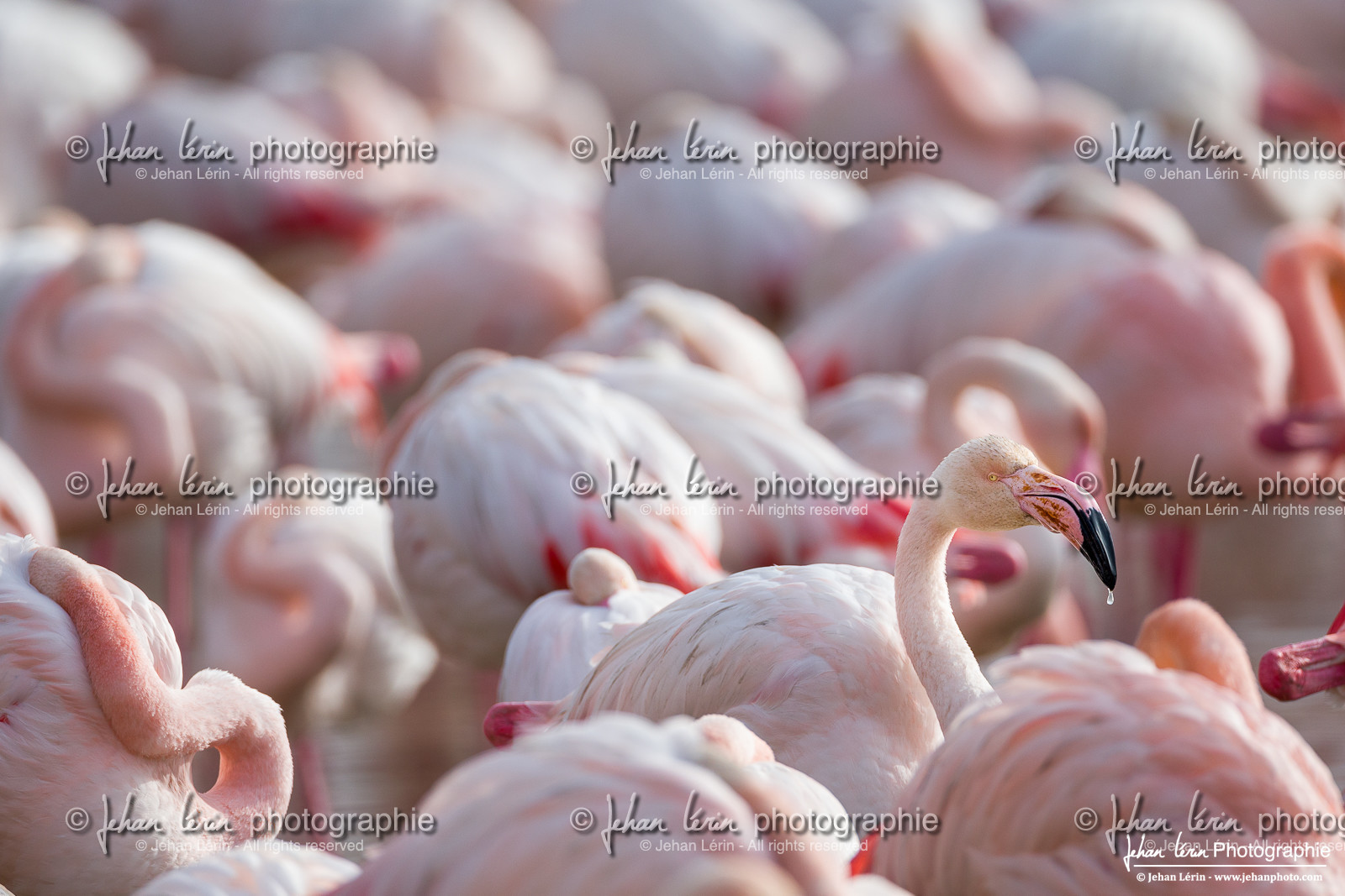 Flamant Rose - Greater Flamingo Flamant Rose - Greater Flamingo