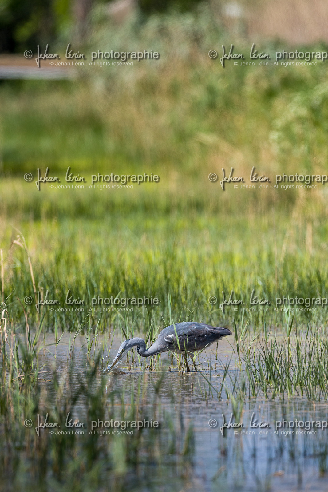 heron-cendre_les-salins_hyeres_jehan-lerin_jl_1dx_04-04-2022-0090.jpg heron-cendre_les-salins_hyeres_jehan-lerin_jl_1dx_04-04-2022-0090.jpg