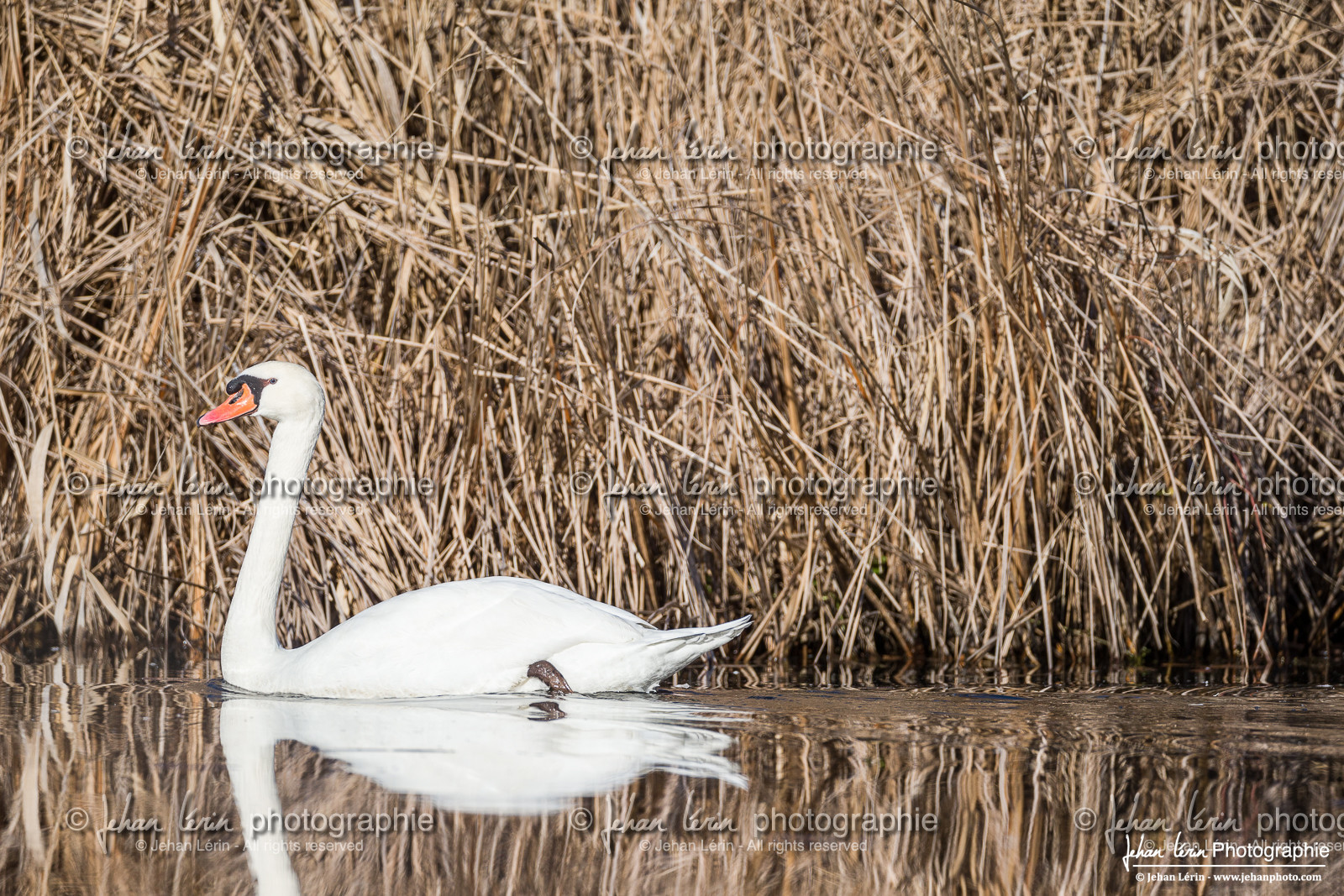 Cygne Tuberculé - Mute Swan