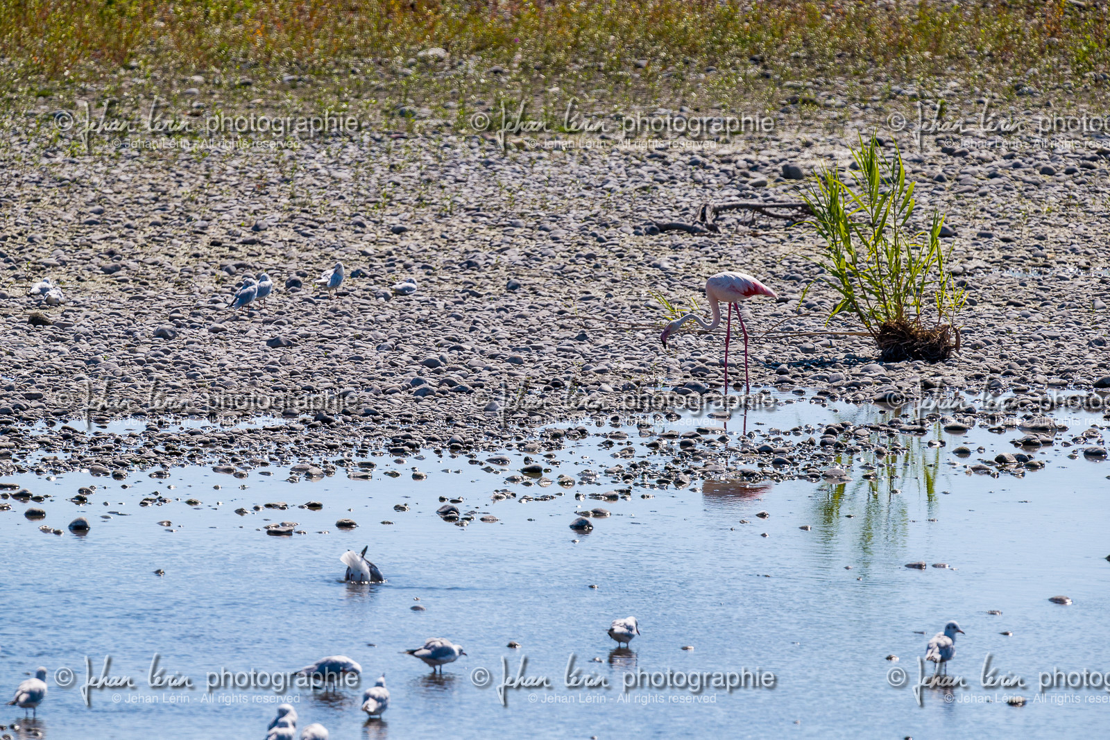 flamant-rose_nice_jl_1dx_14-09-2020-0153.jpg