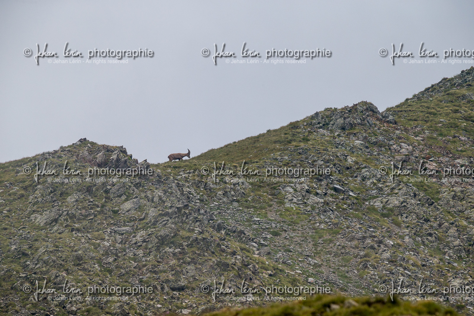 bouquetin_lacs-de-vens_tortisse_jl_1dx_12-07-2020-0014.jpg