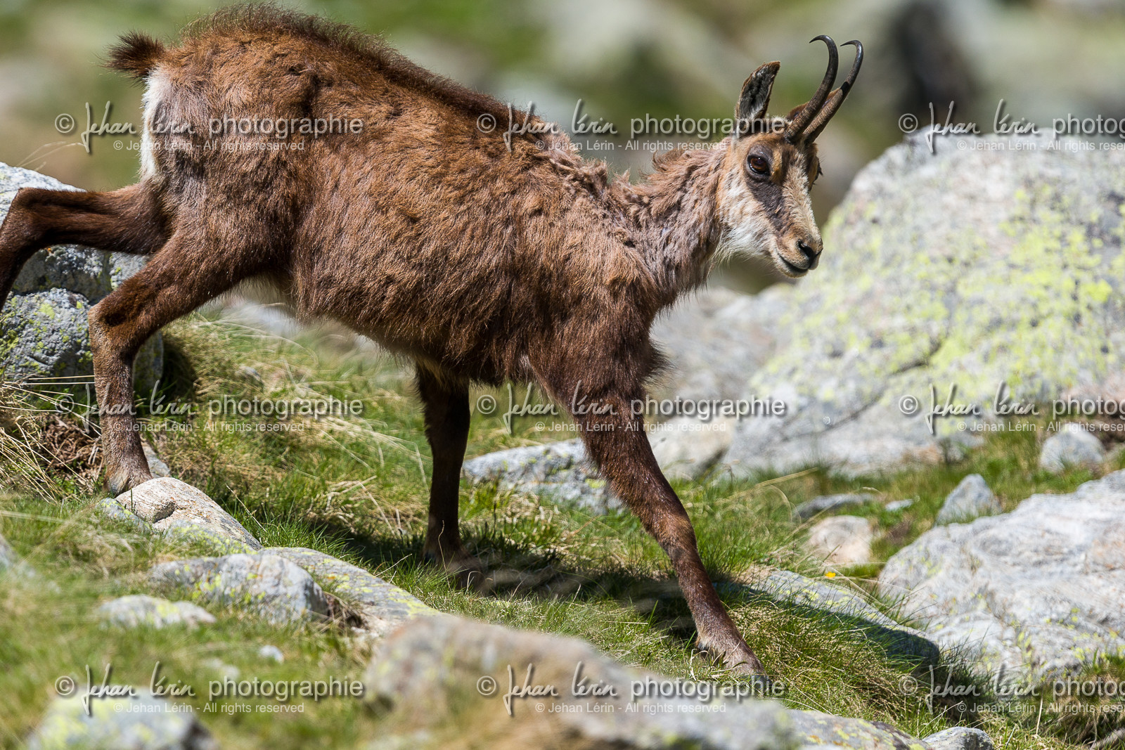 chamois_la-gordolasque_mercantour_jl_1dx_20-05-2020-0676.jpg