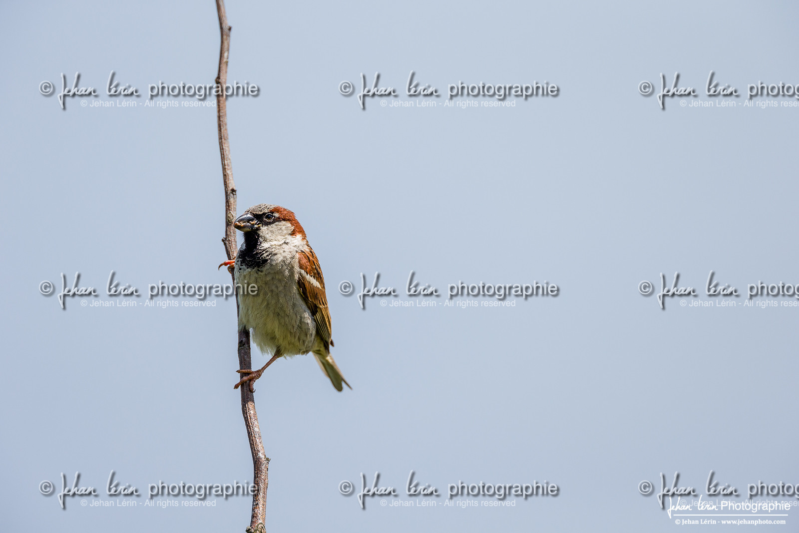 Moineau Domestique - House Sparrow