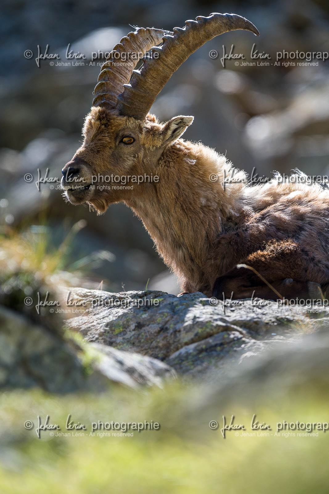 bouquetin_la-gordolasque_mercantour_jl_1dx_20-05-2020-0859.jpg