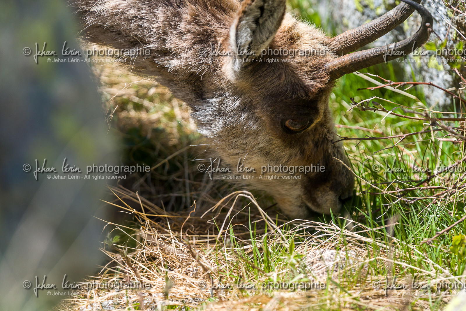 chamois_la-gordolasque_mercantour_jl_1dx_20-05-2020-0630.jpg chamois_la-gordolasque_mercantour_jl_1dx_20-05-2020-0630.jpg