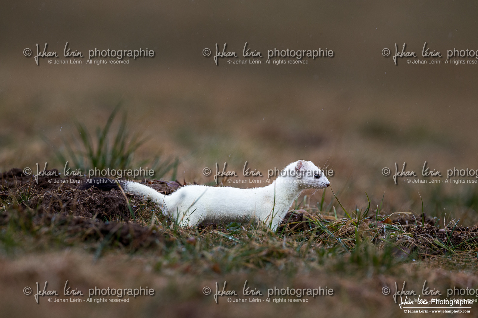 Hermine - Ermine Hermine - Ermine