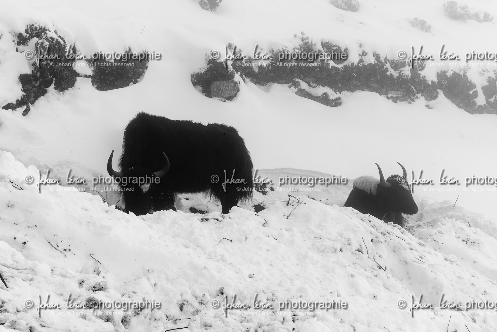 nepal_rolwaling-and-khumbu-area_phortse_17-02-2013-36849.jpg
