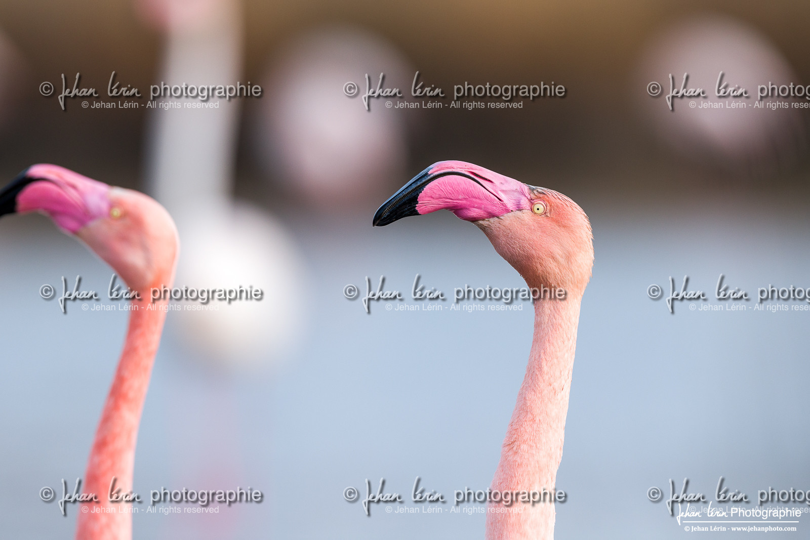 Flamant Rose - Greater Flamingo Flamant Rose - Greater Flamingo