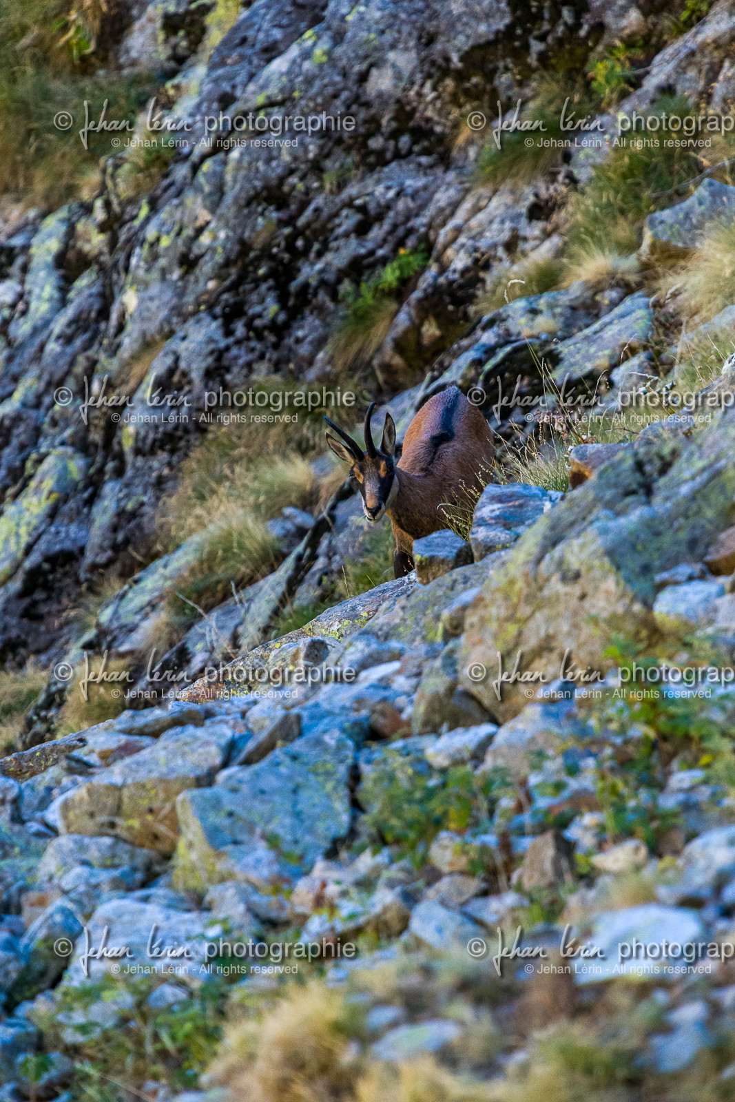 chamois_refuge-de-nice-lac-autier_jl_1dx_12-08-2017-0009.jpg