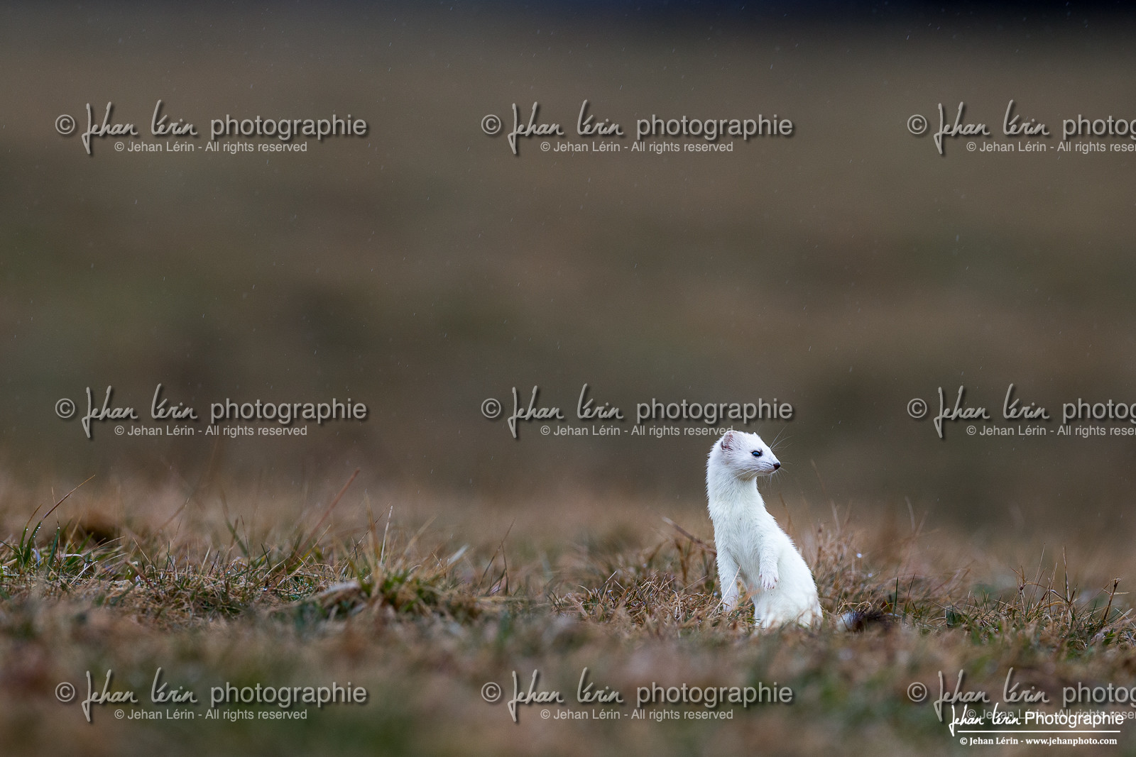 Hermine - Ermine