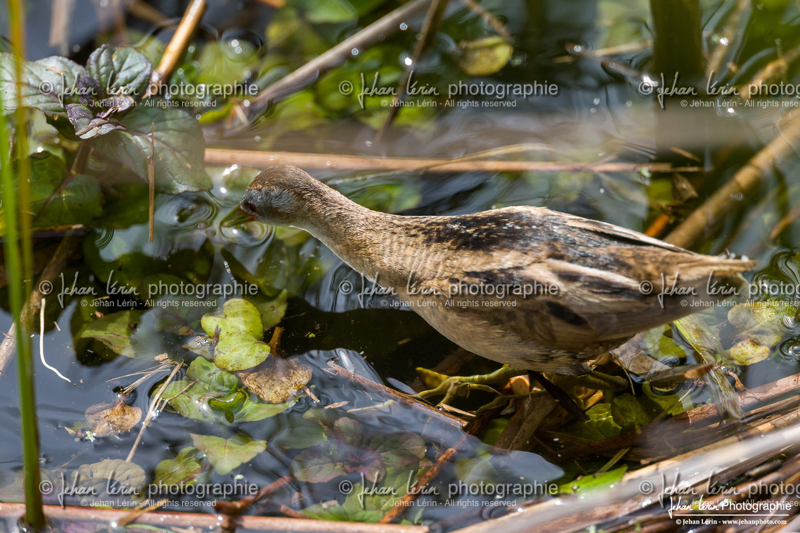 Marouette Poussin - Little Crake Marouette Poussin - Little Crake