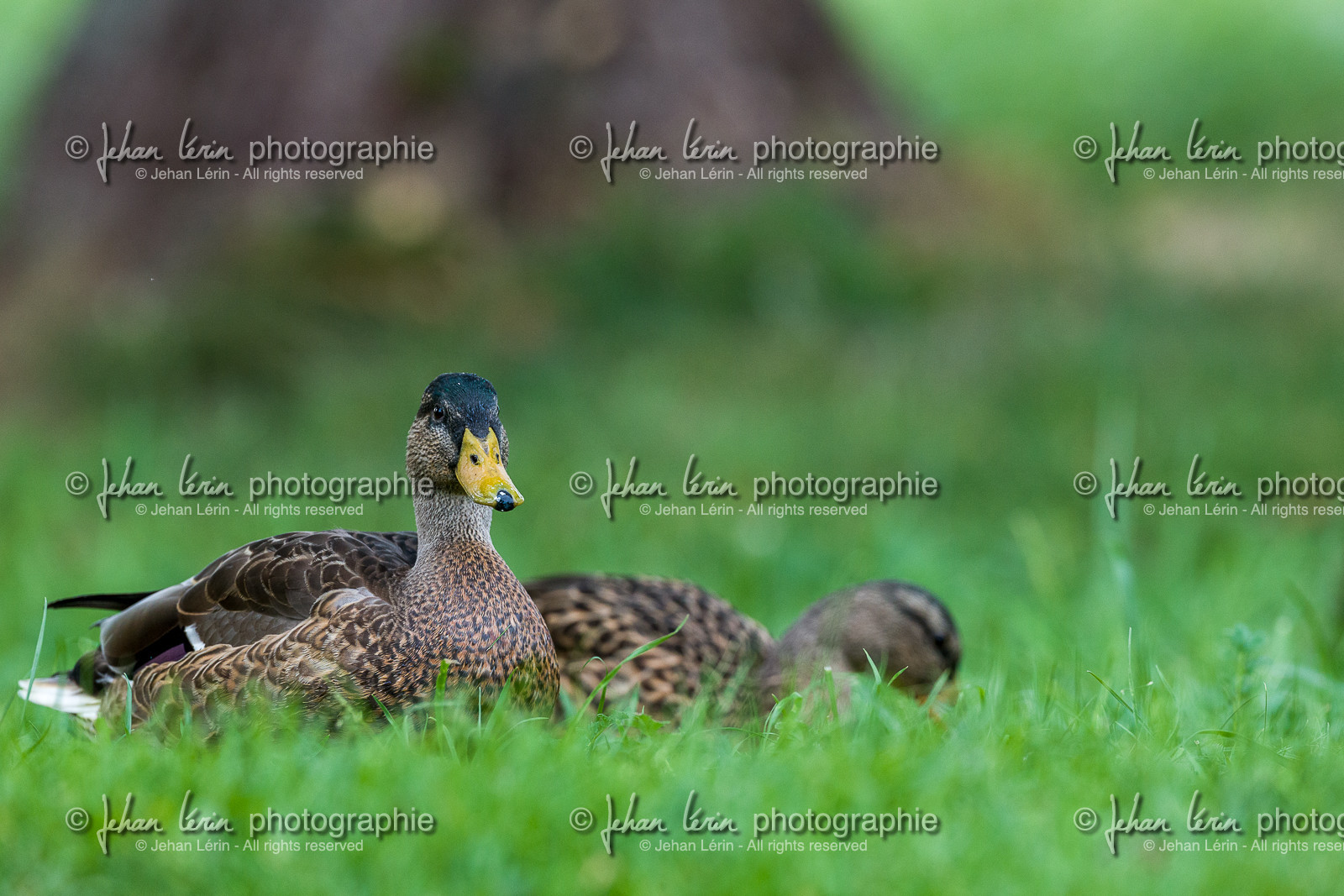 Canard col vert