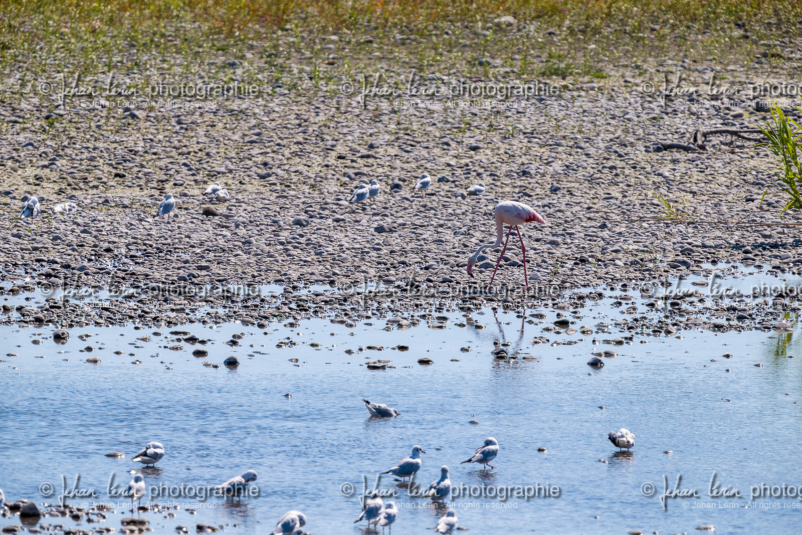 flamant-rose_nice_jl_1dx_14-09-2020-0169.jpg